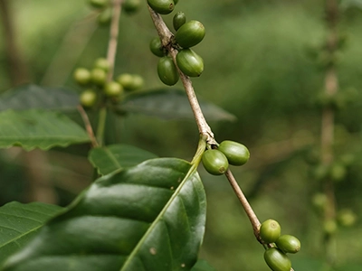Coffee Bean plant